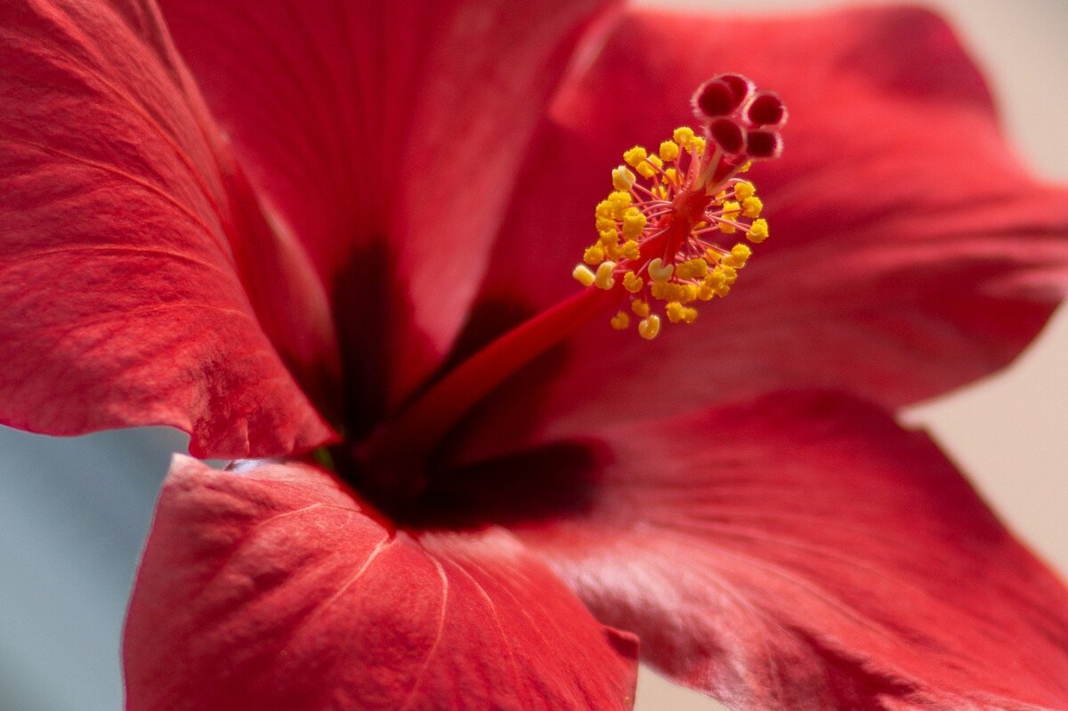 Фотография взята с бесплатного фотобанка PixaBay