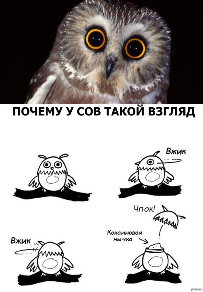 Анекдот сова. Мемы с совами. Прикольные Совы. Сова Мем. Шутки про сов