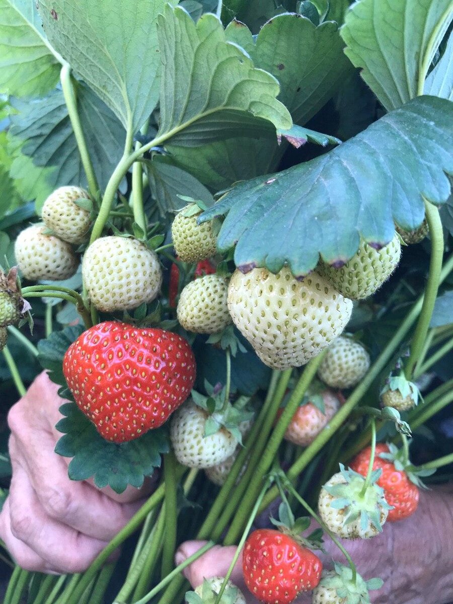 Фото автора.