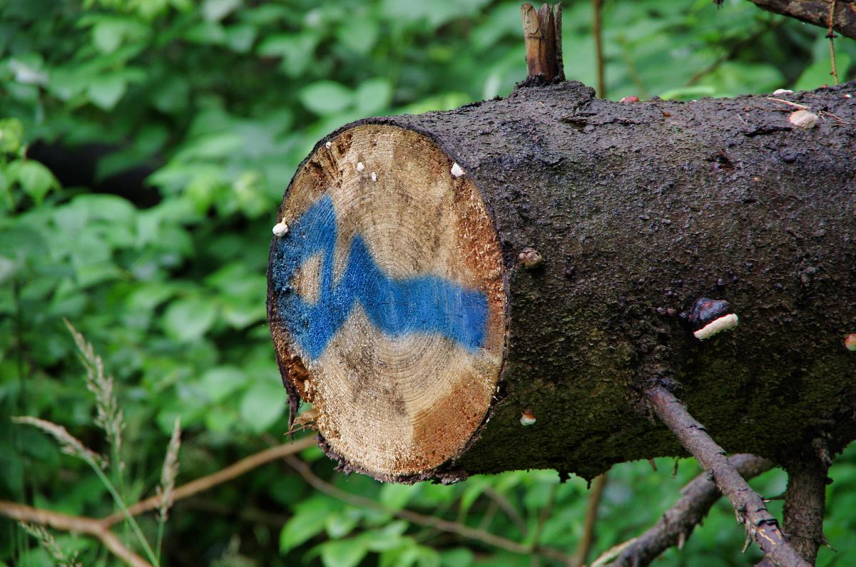 Указательные знаки - синие стрелки. Такими же стрелками отмечены в подорожной грамоте и "примечательные места". На испанской дороге направление указывается с помощью стрелок желтого цвета и символа Дороги - желтой ракушки.