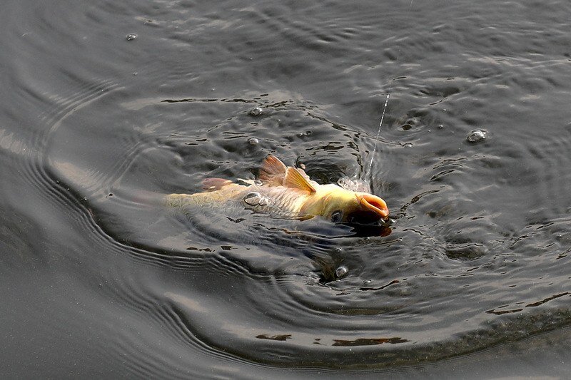 В процессе вываживания постарайтесь максимально «утомить» карпа