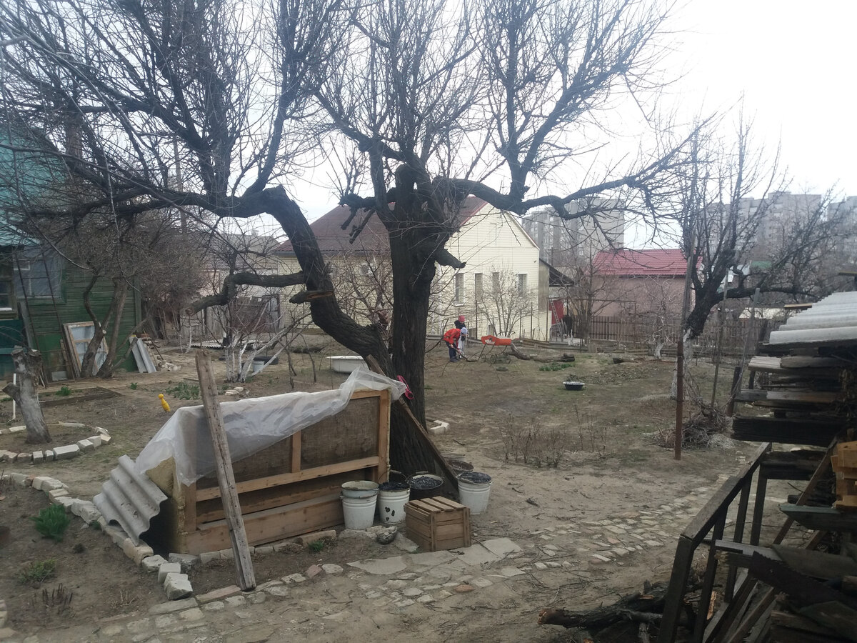 На месте этого дерева уже стоит беседка.