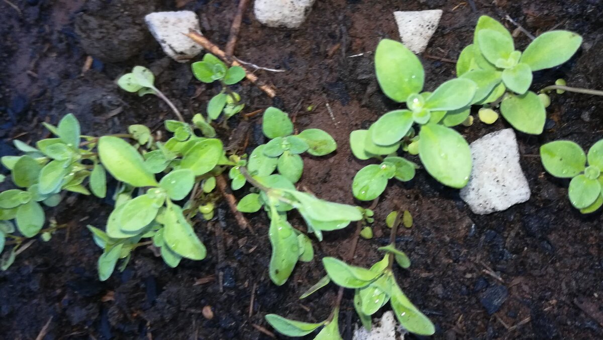 Только-только проклюнулись пряные травки в теплице