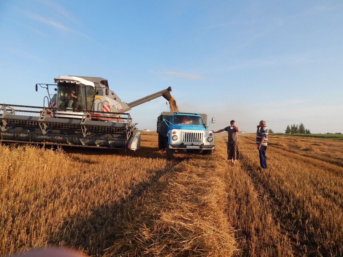 При уборке урожая обнаружили. Уборка урожая. Комбайн в поле. Уборка урожая комбайнами. Сельское хозяйство уборка урожая.