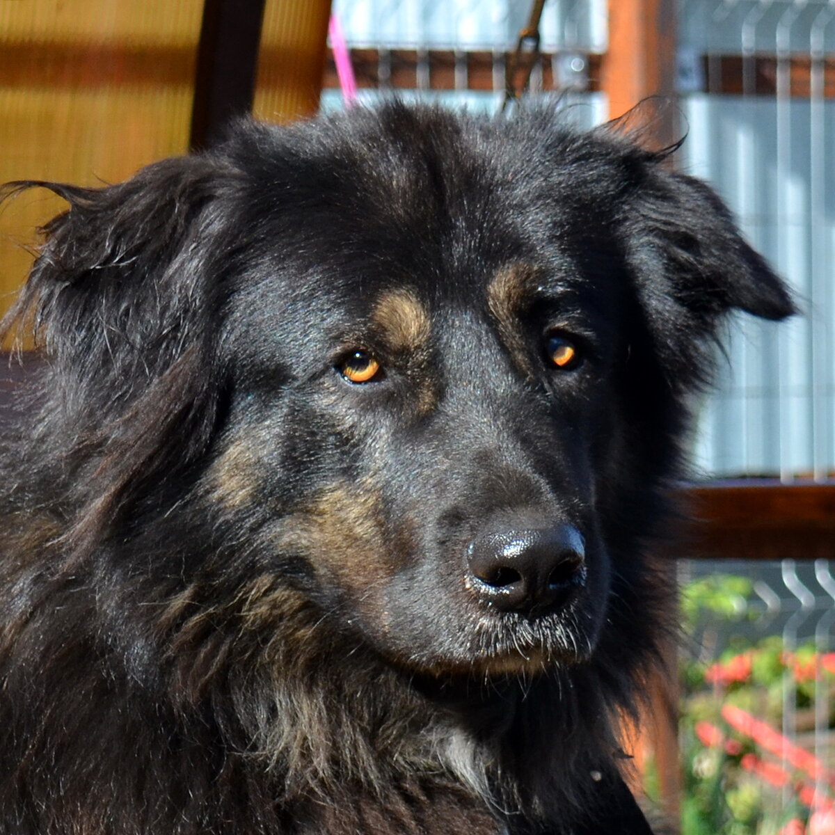 Додж, 2 года, частный приют "Друг навсегда", Дмитров, МО. Фото из личного архива. Ссылка на статью о Додже: https://zen.yandex.ru/media/id/5ea1705322b6bd32eecb4dd7/kto-ukroet-dodjika-ot-vetra-i-dojdika-5f8f3fed6dc8f92edaf05d65