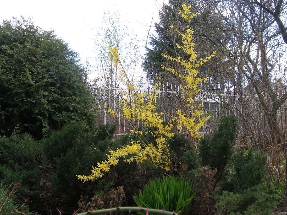 Форзиция. Фото из журнала «Питомник и частный сад»