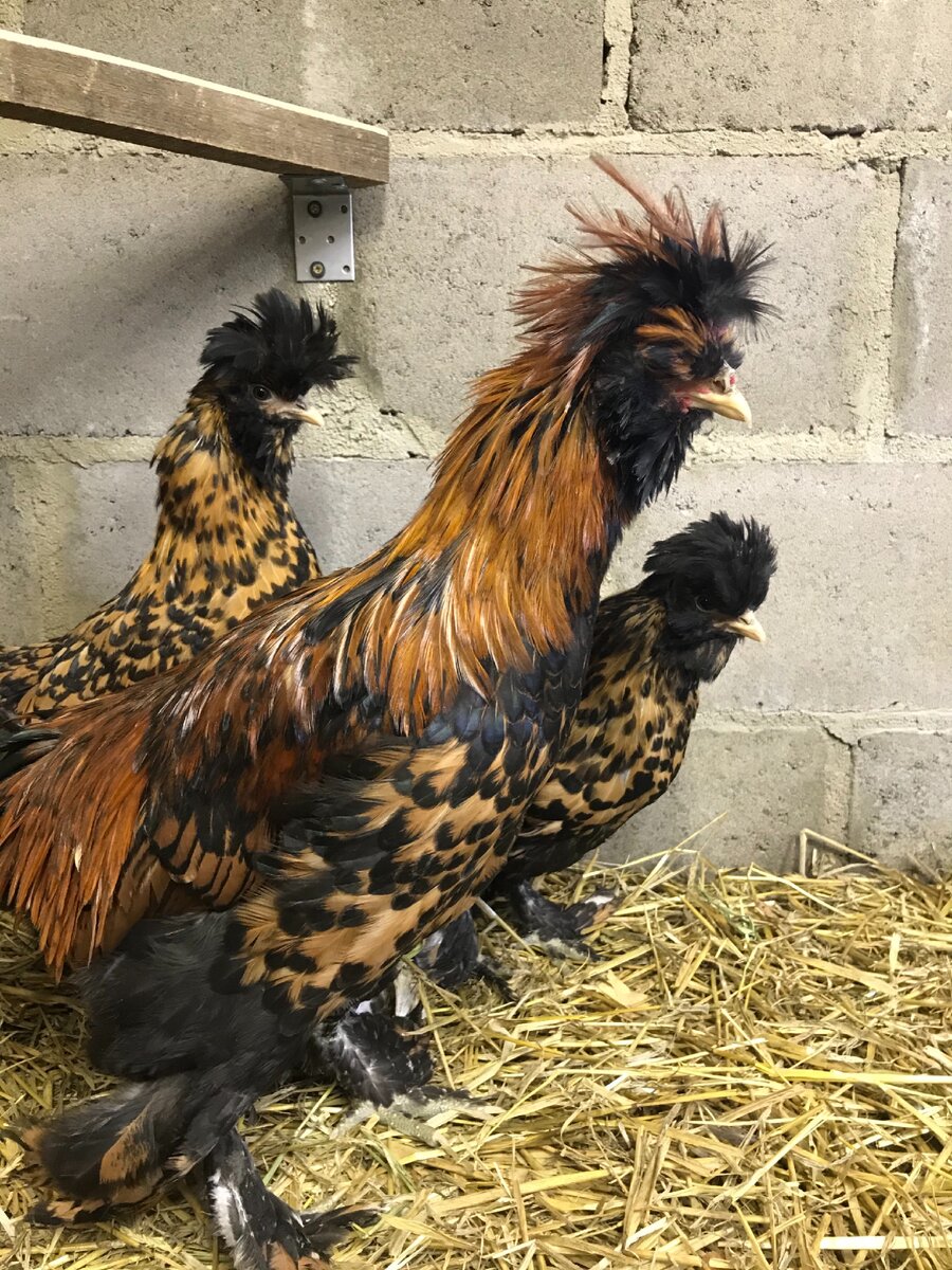 Павловское золото