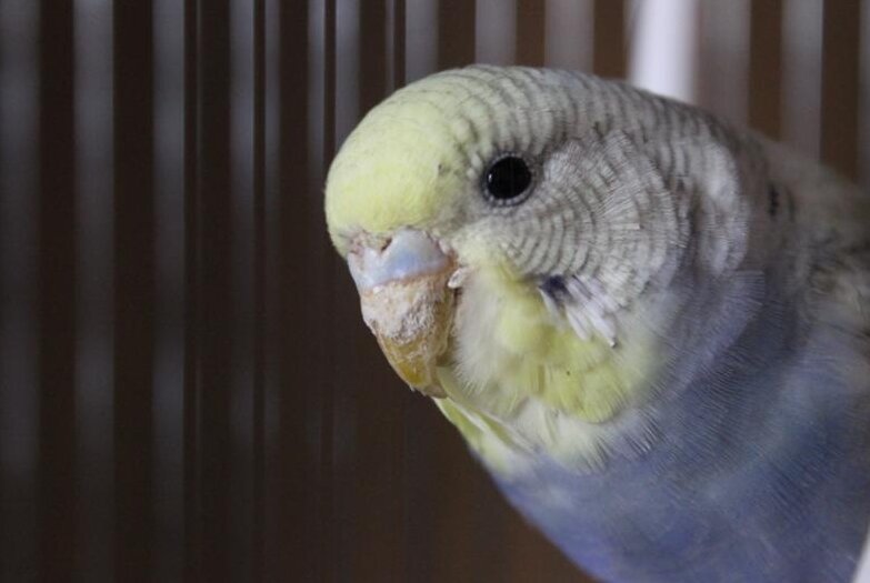 Еще одна причина соблюдать самоизоляцию...