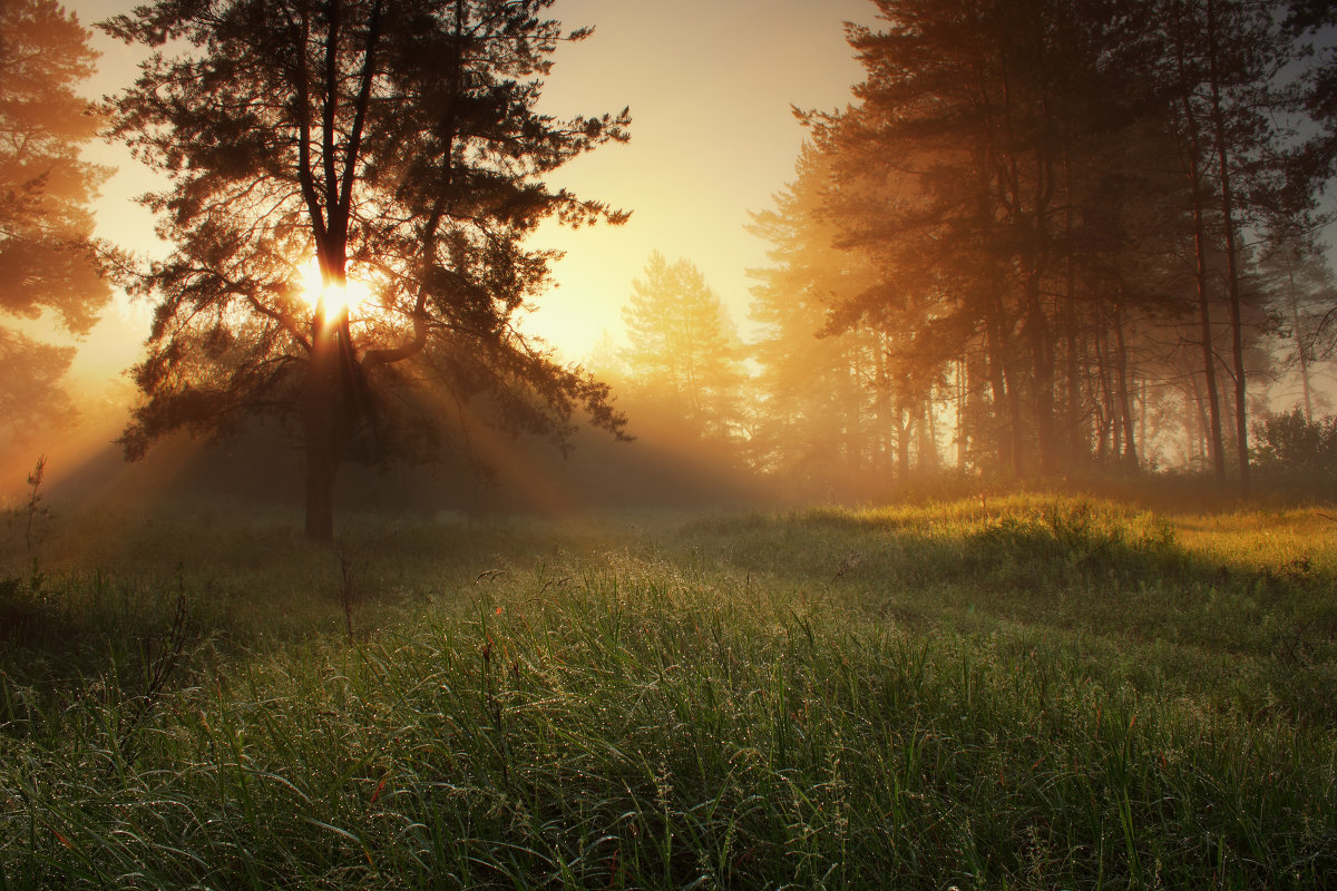 Victor Tolbanov - sundise in the pine forest. Photos from the website fotokto-a social network about photography.