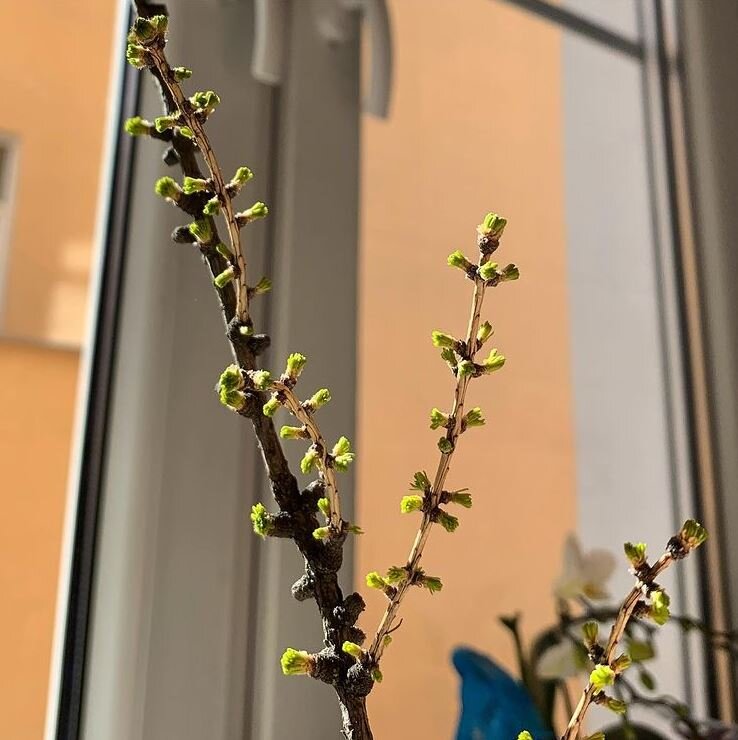 Лиственница тоже подойдет 