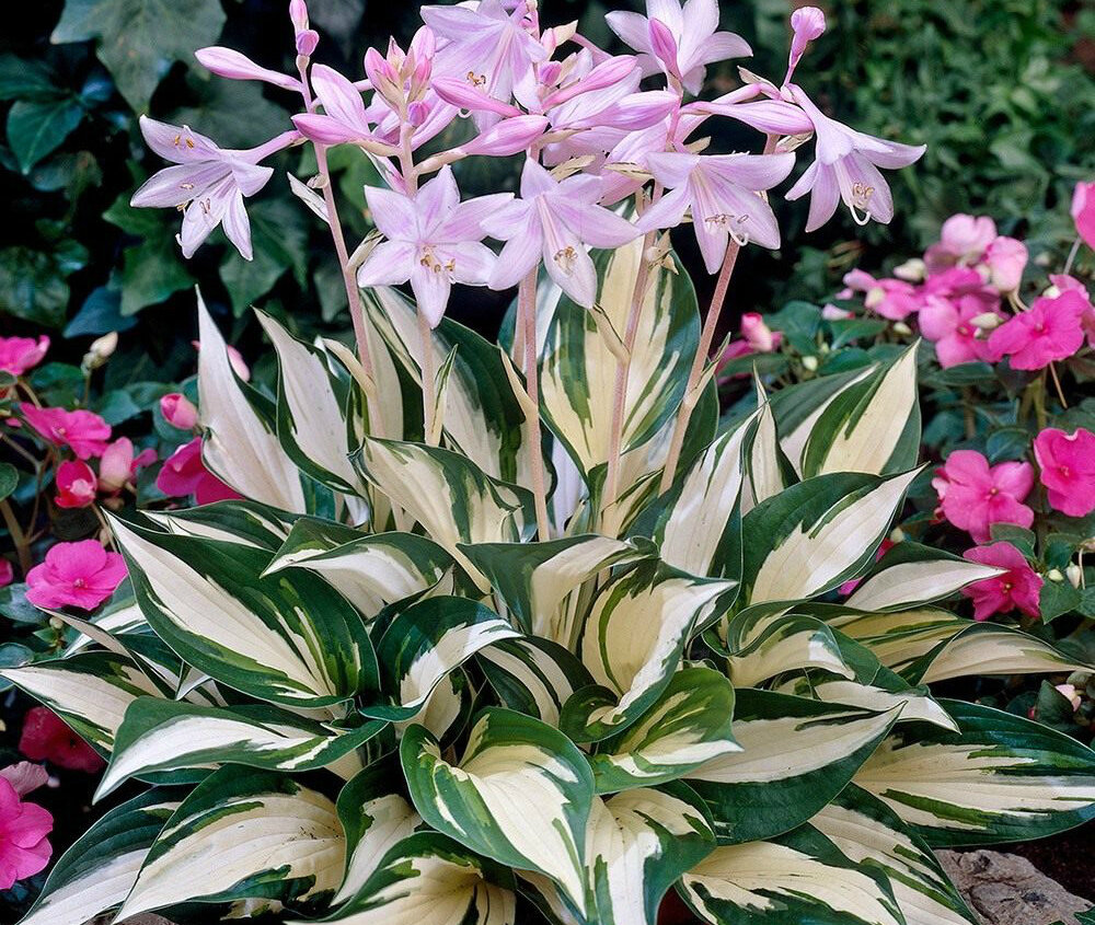 Огонь и лед