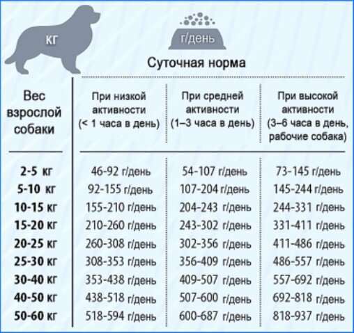 Какие продукты можно давать собаке 🐶: чем нельзя кормить собаку