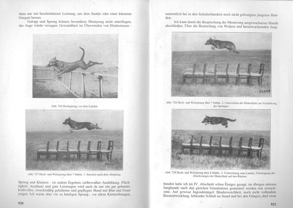 Немецкая овчарка из книги Макса ф. Штефаница легко перепрыгивала через 8 стульев. Но это было более 100 лет назад.