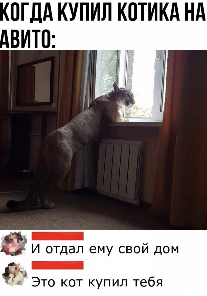 Ну с таким "Котиком" и собака не нужна 