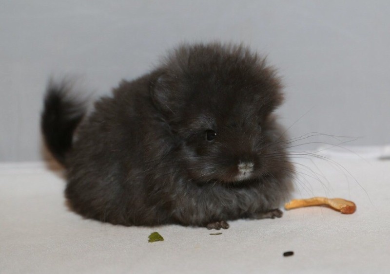 Фото из интернета. Королевская персидская ангора - один из самых дорогих окрасов шиншилл.