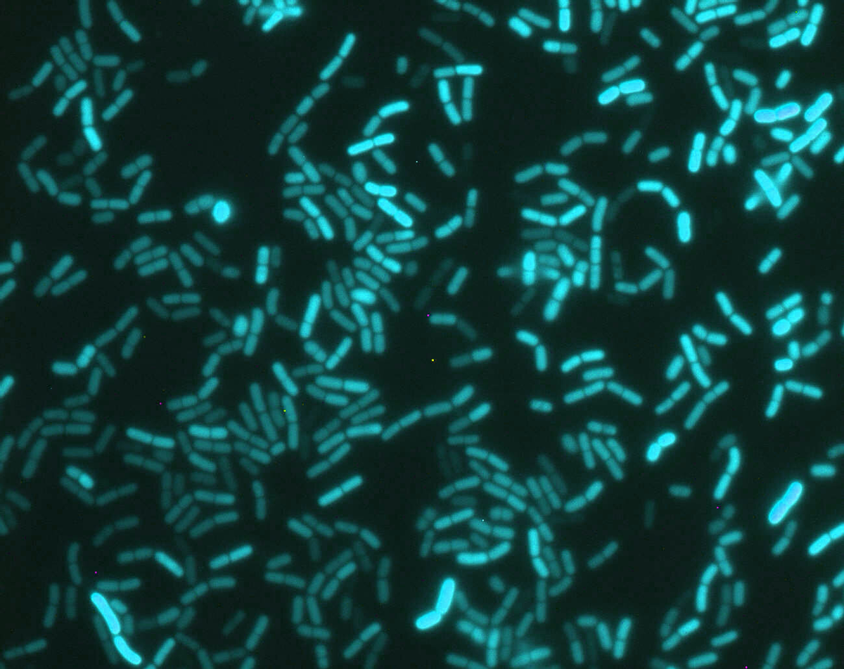 Проливаем свет на внутренние часы бактерии сенной палочки (Bacillus subtilis). Автор: профессор Акос Ковакс, Датский технический университет