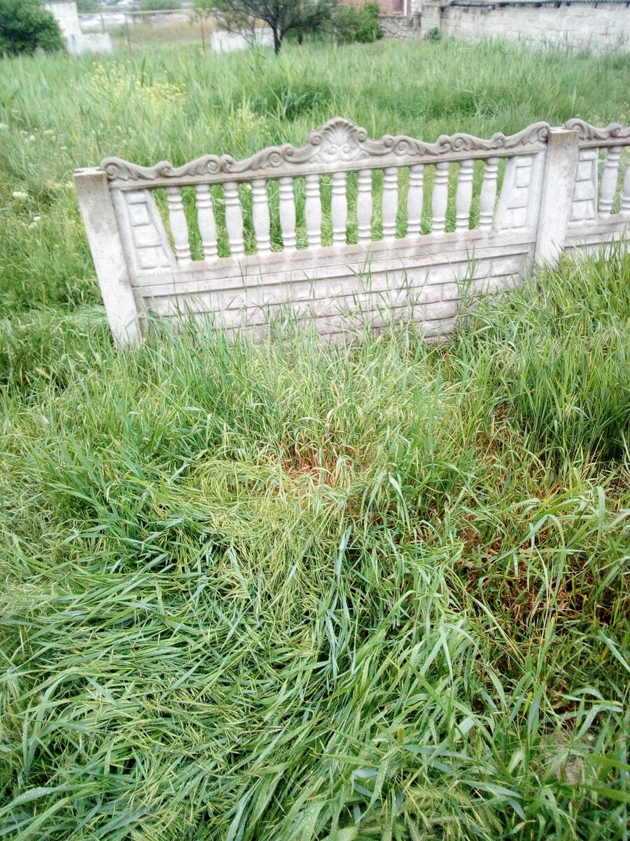 Так выглядел наш участок на момент покупки. Забор с задней части участка.
