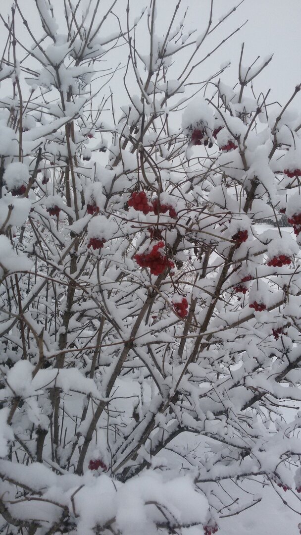 Калина в снегу.