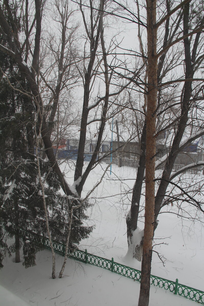 Перед окнами редакции - сосны и березы 