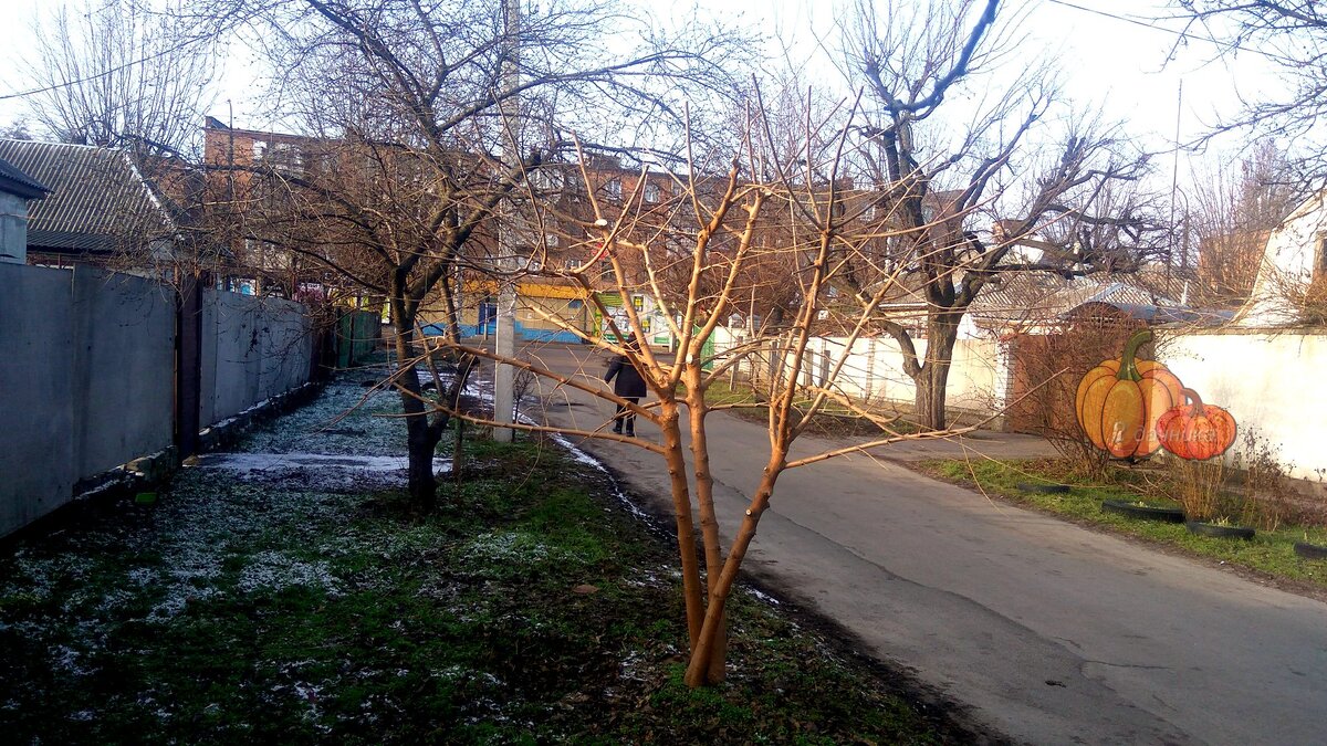 А так шелковица выглядит сейчас.