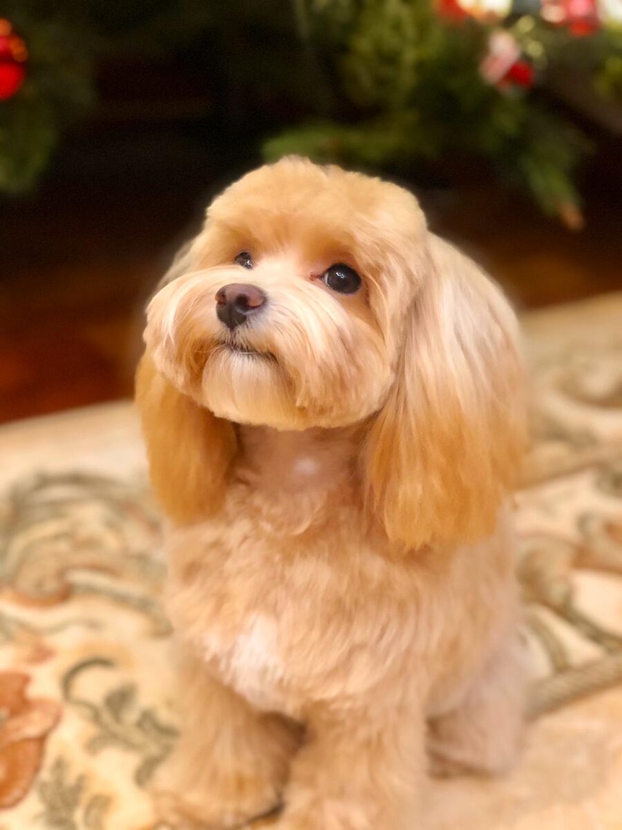 Фото MyMaltipoo.ru 