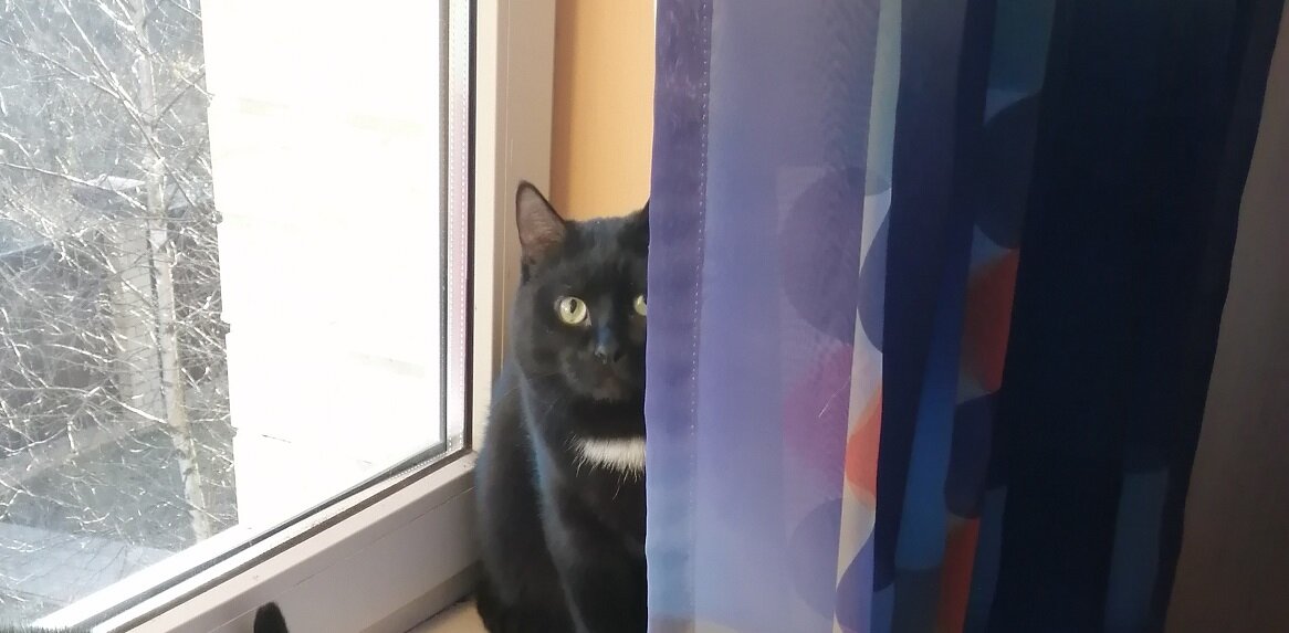 Игнат жгуче черного цвета с маленьким беленьким пятнышком на груди