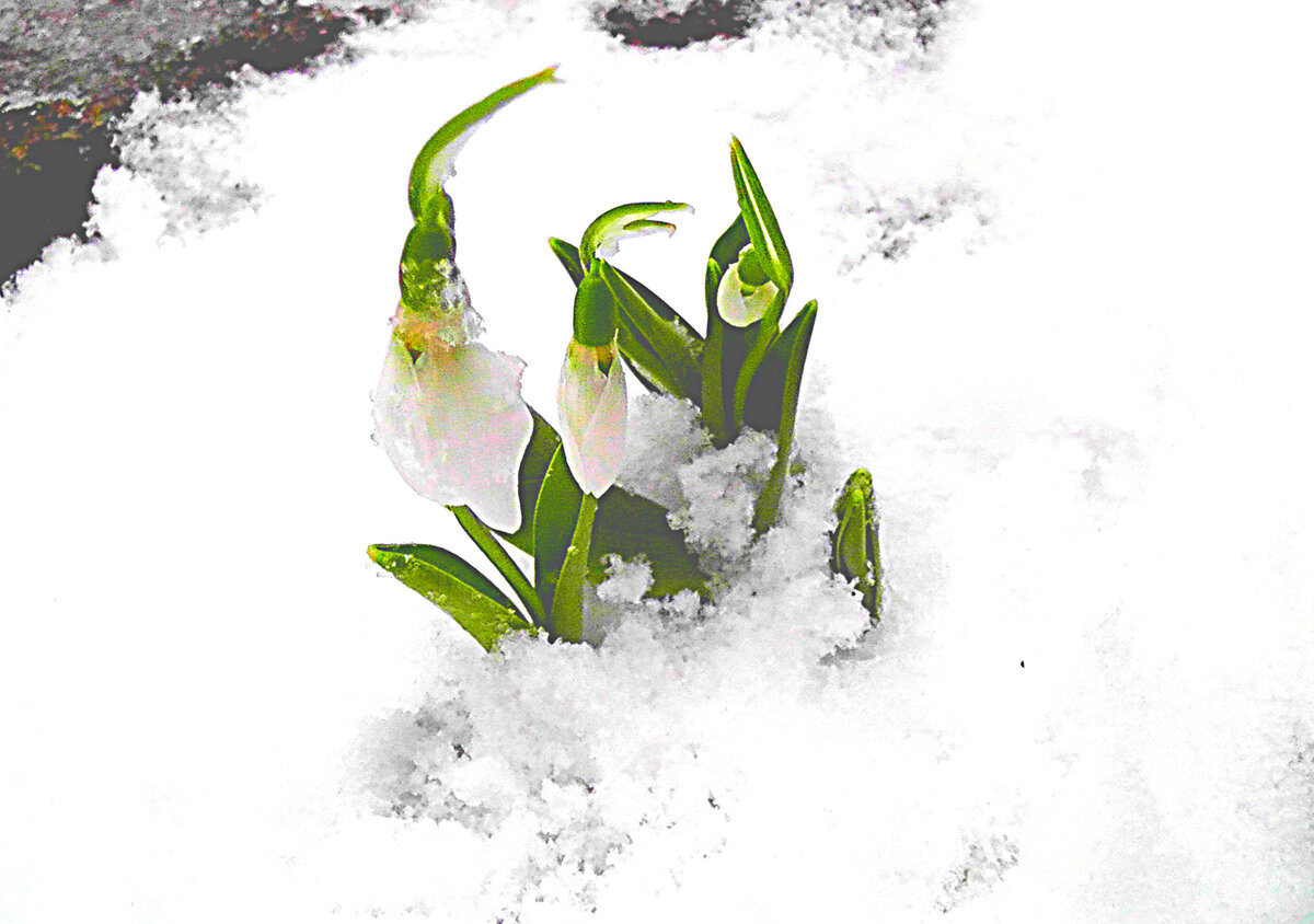 Январь в Болгарии. Фото автора.