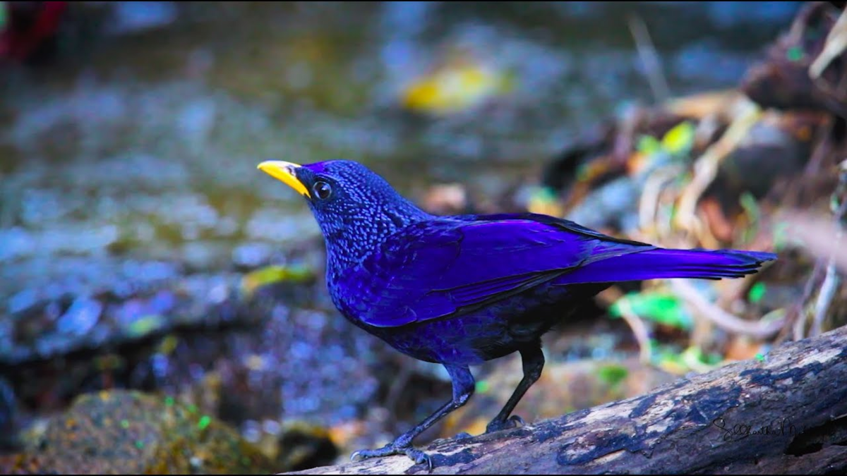 Синяя птица памира. Лиловый Дрозд (Myophonus caeruleus). Синяя птица лиловый Дрозд. Синий Дрозд аджир.