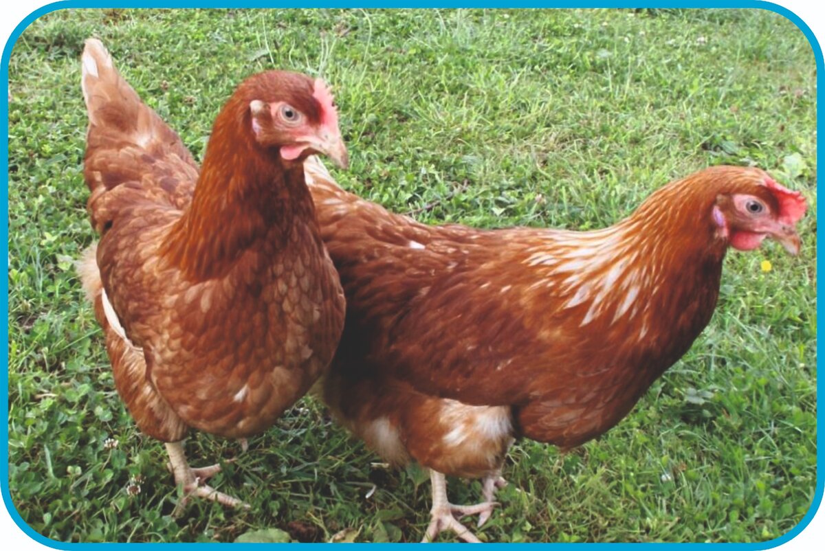 Ломан браун.