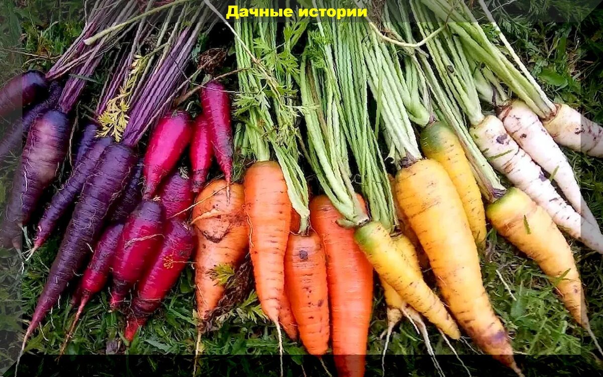 https://vk.com/photo-159774511_457248161