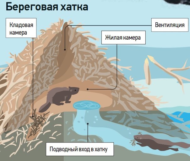  Схема устройства хатки бобров