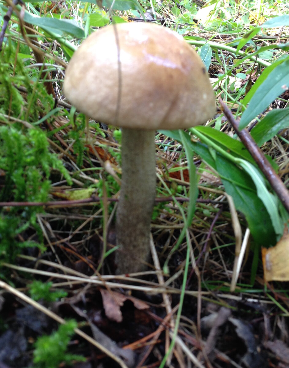 Вот еще каких красавцев нашла