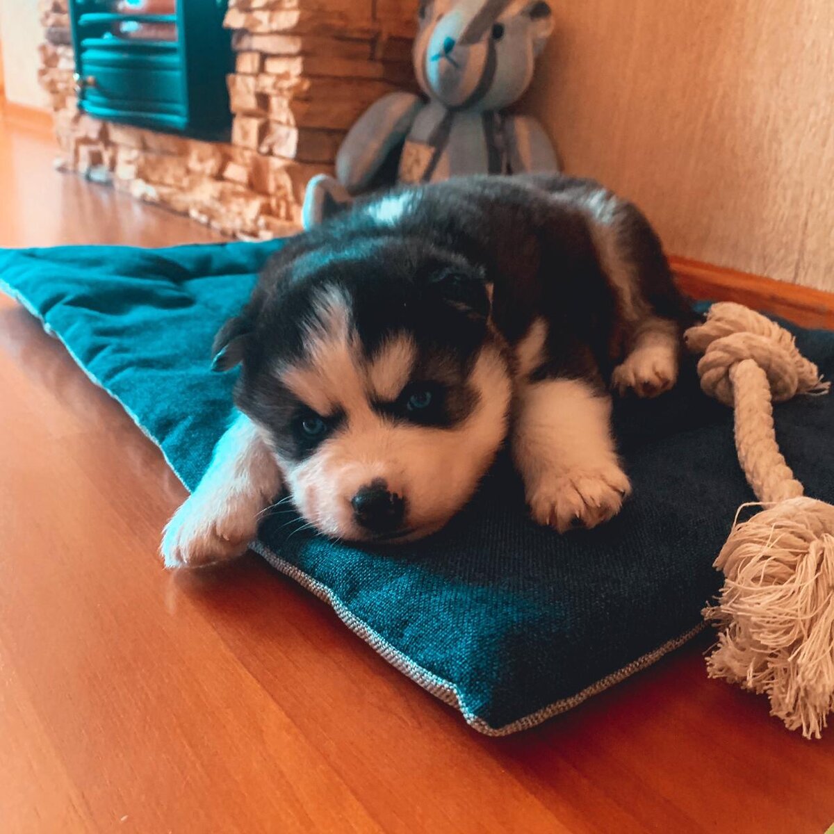 Вот таким малышом мы его забрали 😍