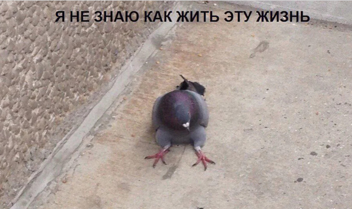 Голубь прикольный, а ситуация так себе.