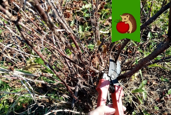 Что делать с крыжовником в октябре: 6 процедур, которые приведут к повышению урожайности в следующем году1