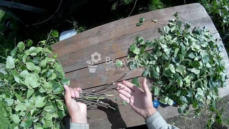 Как правильно запаривать веники разных пород дерева