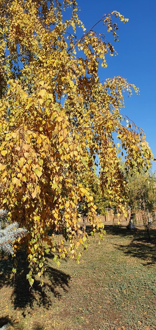 Фото Лужецкой Натальи береза осенью в Ленинском парке 5 октября 2021 года