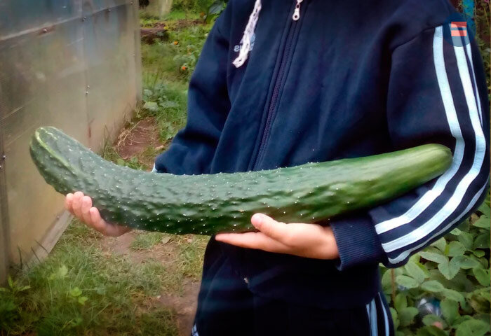 Вот так огурец!