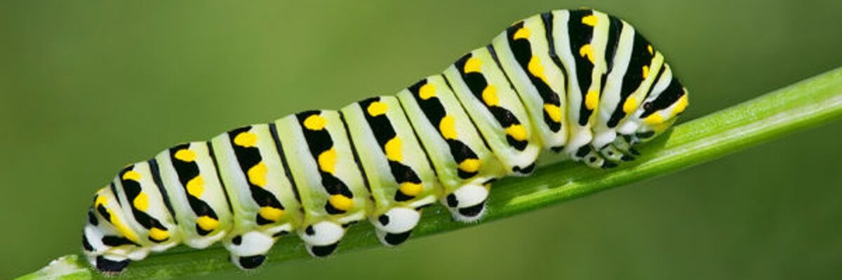 Гусеница бабочки Монарх