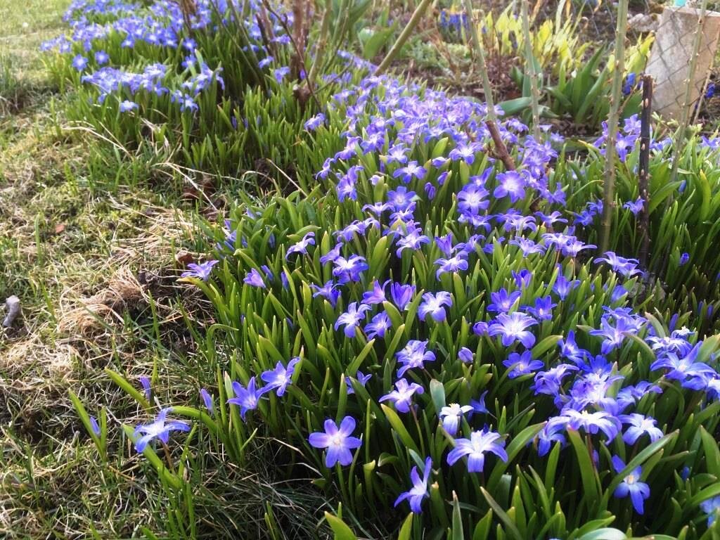 Воруют цветы прямо из земли полностью: ничего не оставляя хозяину ...