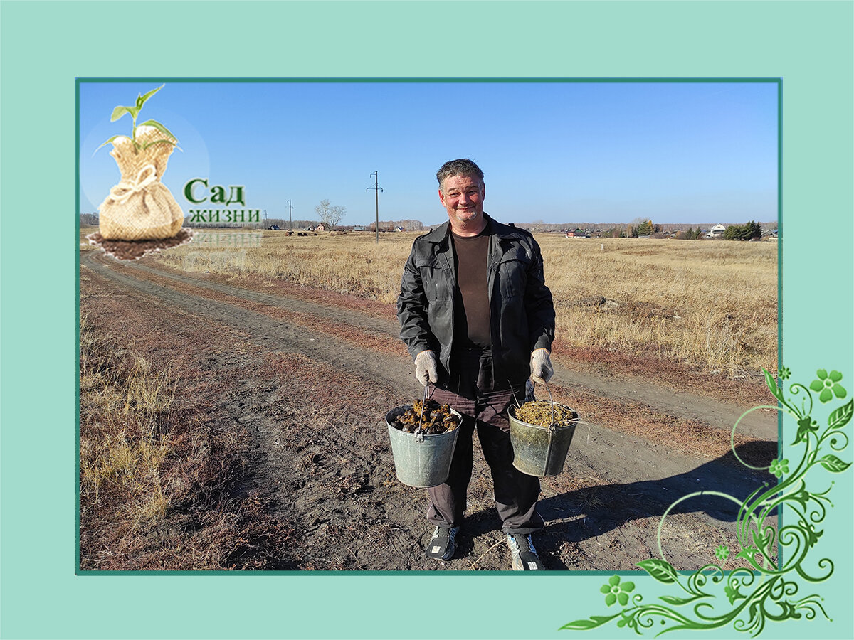 Собираю конский навоз на поляне.