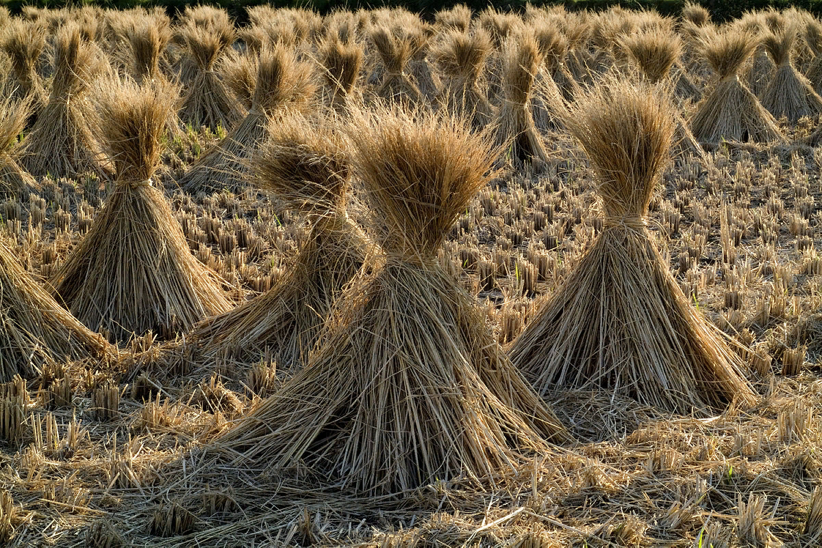 Солома. https://sbcargo.ru/images/soloma-2.jpg