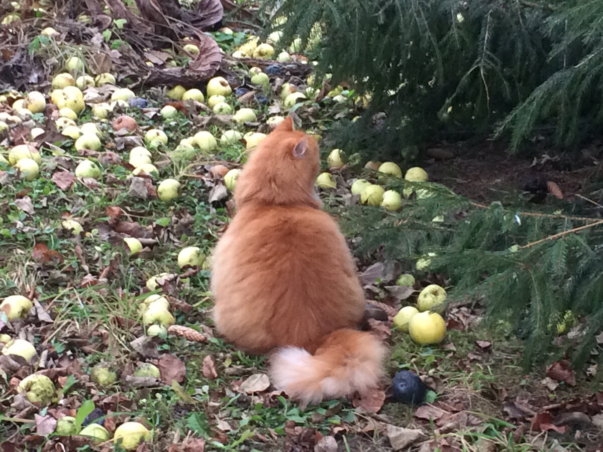 Беша. Фото автора