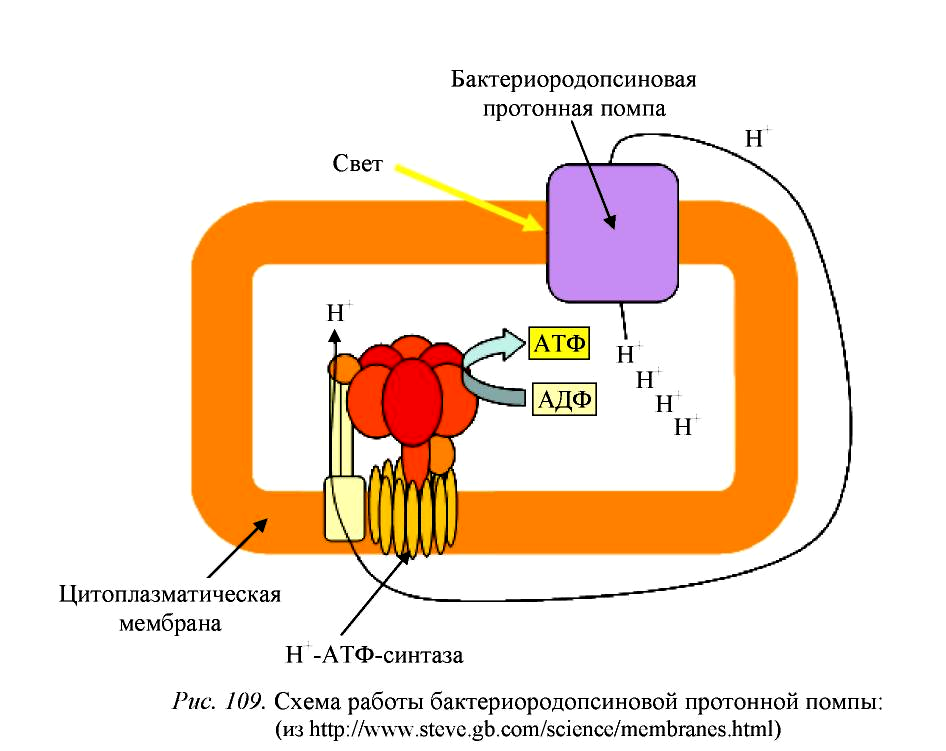 Протонный градиент. Протонная помпа в желудке механизм. Протонная помпа (протонный насос). Механизм действия протонной АТФАЗЫ. Протонная помпа лизосом.
