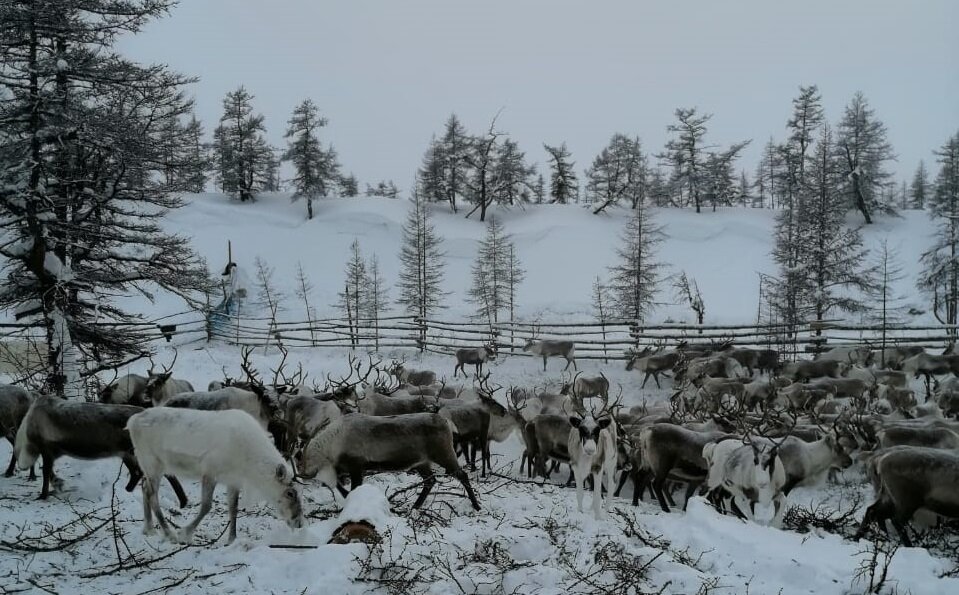Домашние олени в загоне. Якутия.
