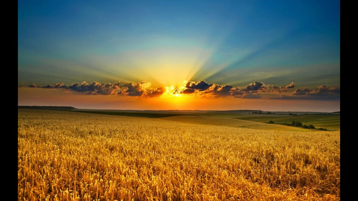 фото Жатва - какие причины влияют на снятие Сеятелем и Жнецом урожая посева душ с Земли Гайя