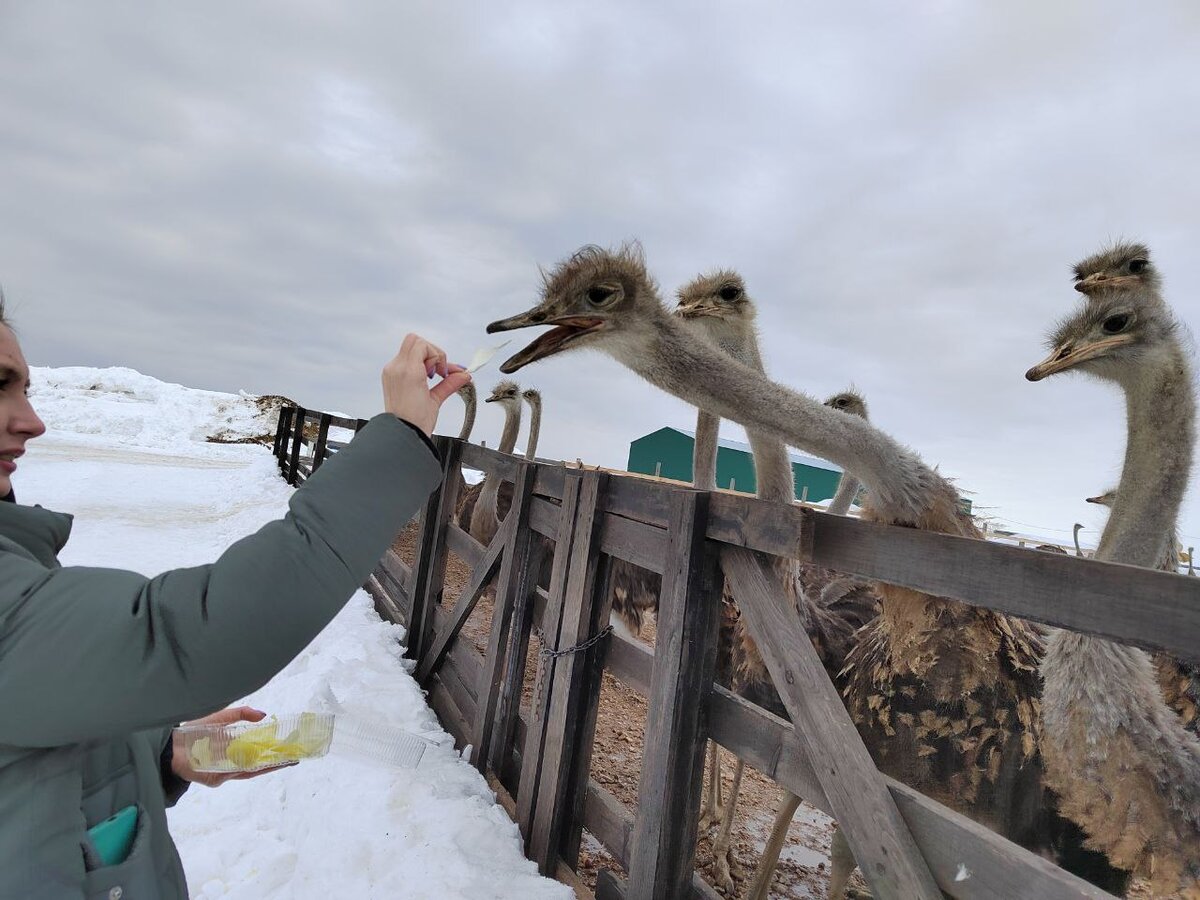 Страусов стоит кормить с осторожностью