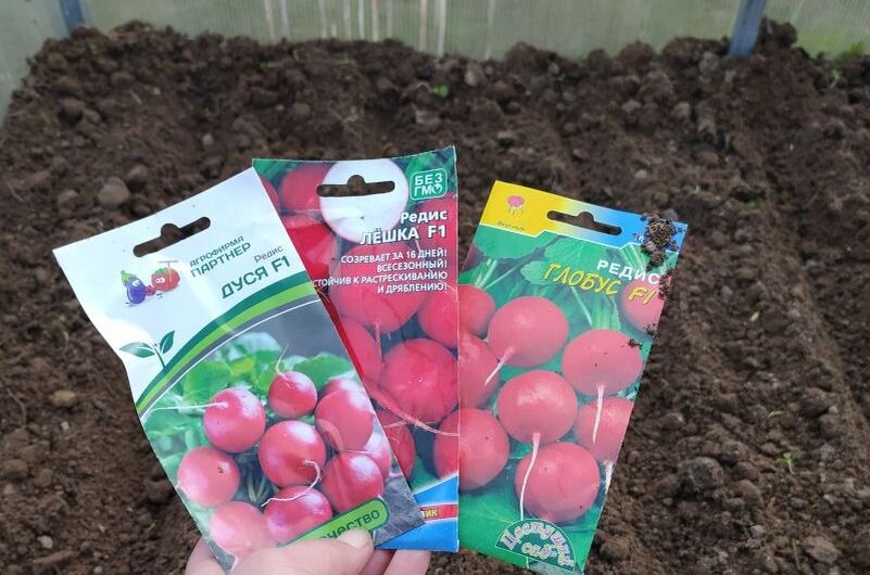 Сею редис в теплицу.