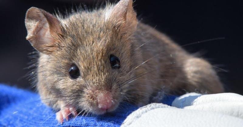 Мышь, сидящая на перчатке биолога