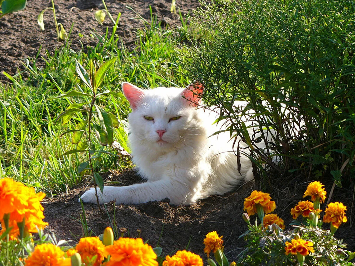 Кот на огороде картинки